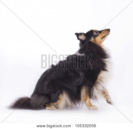 Dog, Shetland Sheepdog, Isolated