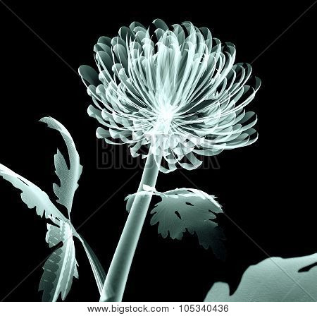X-ray Image Flower Isolated On Black , The Pompon Chrysanthemum