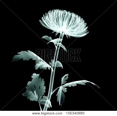X-ray Image Flower Isolated On Black , The Pompon Chrysanthemum