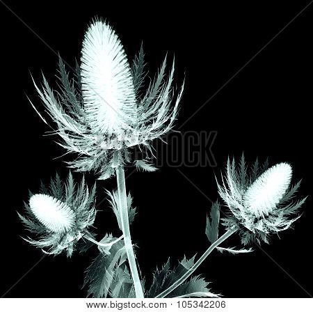 X-ray Image Of A Flower Isolated On Black , The Sea Holly