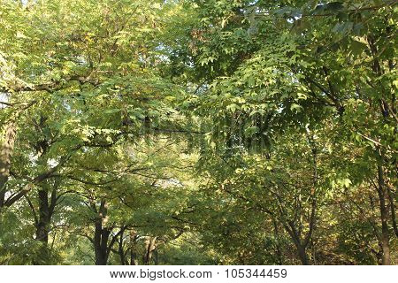 tree