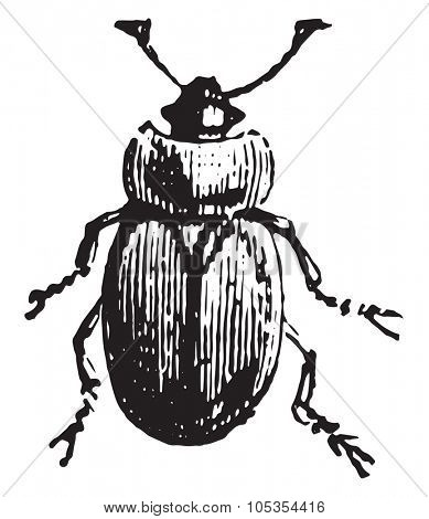 Sap beetle, vintage engraved illustration.
