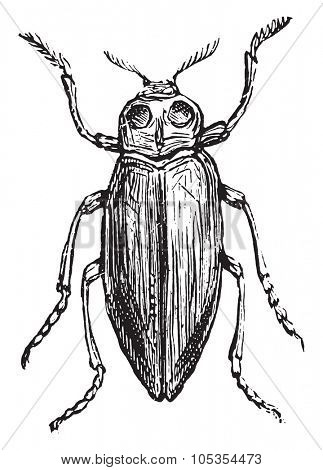 Buprestis, vintage engraved illustration.