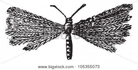 Pterophorus pentadactyla, vintage engraved illustration.