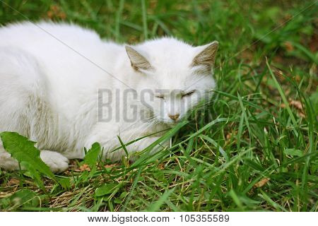 White Cat