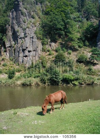 Horse By River