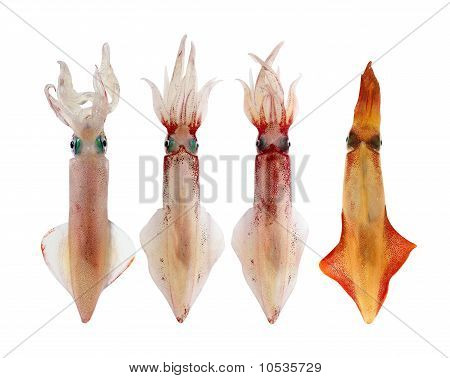 Calamari Loligo Vulgaris In A Row pesce