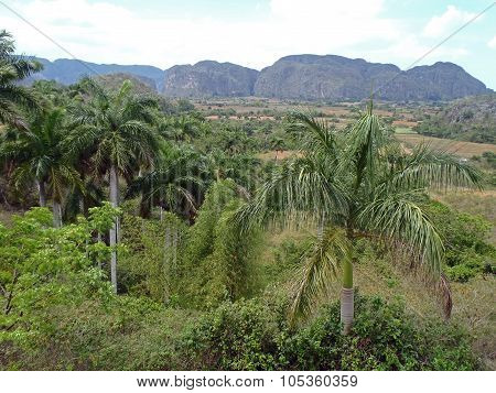 Valley Of Vinales