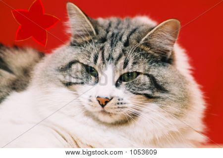 Katze mit Haltung