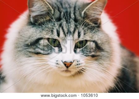 Katze
