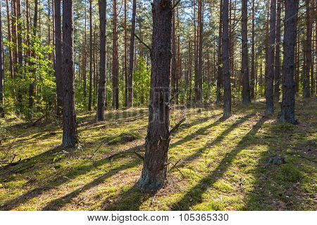 Autumnal Forest Landsape