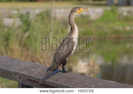Cormorão-de-crista dupla