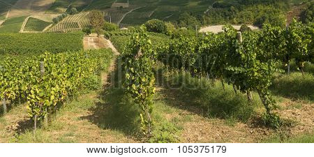 Vineyards In Oltrepo Pavese (italy)