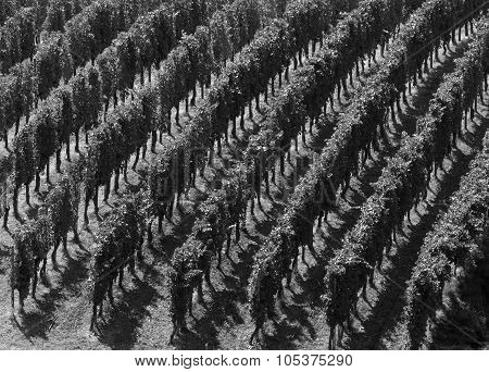 Vineyards In Oltrepo Pavese (italy)