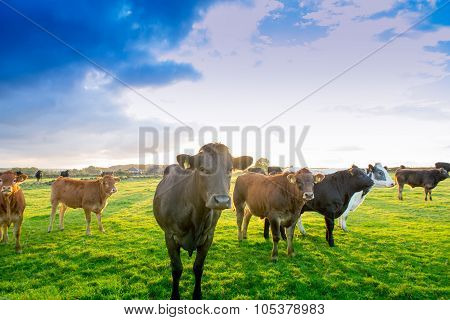 A herd of cows standing in a field