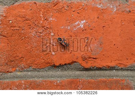 Red Bugs
