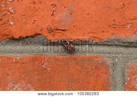 Red Bugs
