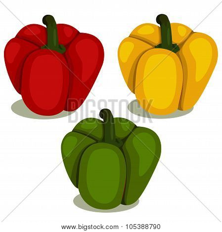 Illustrator of Bell pepper