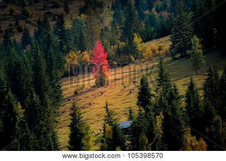 Autumn On The Hill
