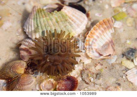 Actinia a mořské mušle