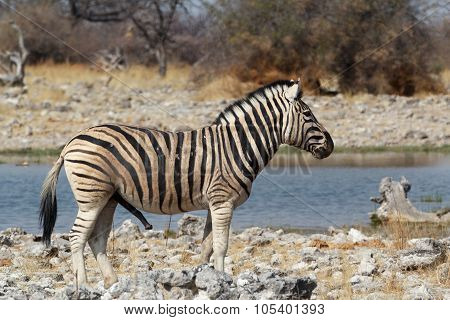 Zebra In African Bush On Waterhole
