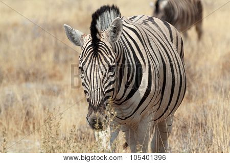 Zebra Portrait. Burchell's Zebra
