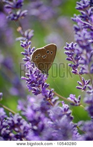 Tirabuzón mariposa sobre las flores de lavanda