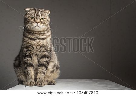 Pregnant thick gray striped scottish fold cat sitting on a table