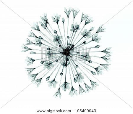 X-ray Image Of A Flower Isolated On White , The Bell Agapanthus