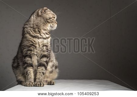 Pregnant thick gray striped scottish fold cat sitting on a table