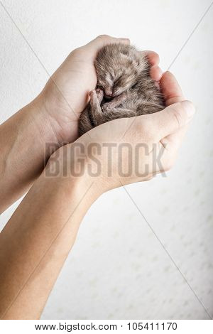 funny newborn tabby kitten Scottish Fold lies in female hands and sweetly asleep, curled up