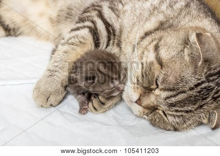 striped scottish fold cat with newborn kitten sleeping together