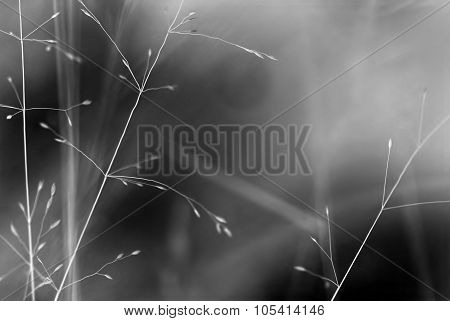 Straws
