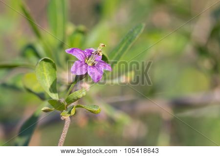 Lycium barbarum Tibetan goji barbary matrimony vine) - deciduous woody perennial
