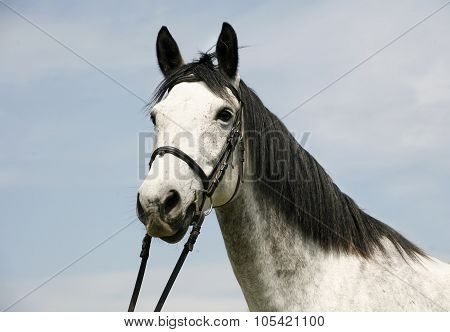 Dapple Grey Horse Head With Leather Harness In Summer Corral
