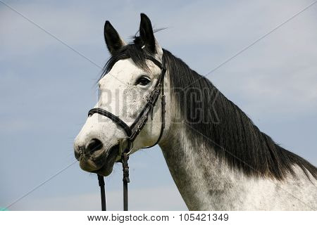 Portrait Of A Purebred Gray Horse Rural Scene
