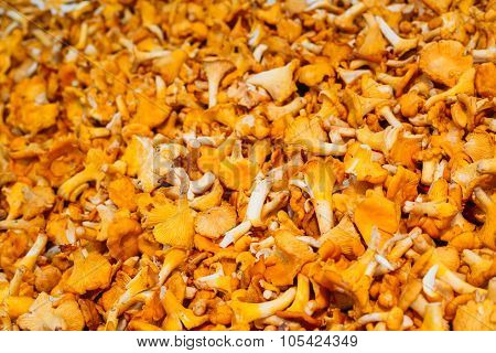 Yellow Chanterelles - Cantharellus Cibarius Background. Pile Of