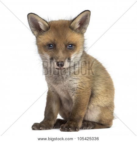 Fox cub (7 weeks old) sitting in front of a white background