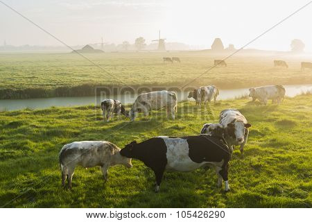 Cows At Dawn