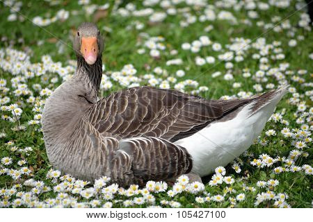 Lone Duck Among Daisies