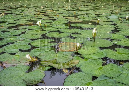 White Lotus Waterlily