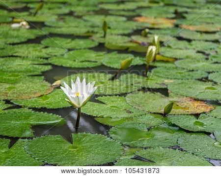 White Lotus Waterlily