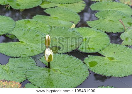 White Lotus Waterlily