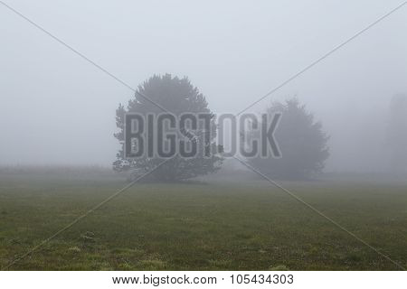 Amrum (germany) - Two Trees At Fog
