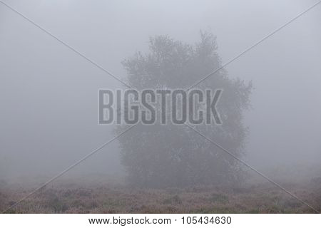 Amrum (germany) - Tree At Fog
