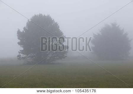 Amrum (germany) - Two Trees At Fog