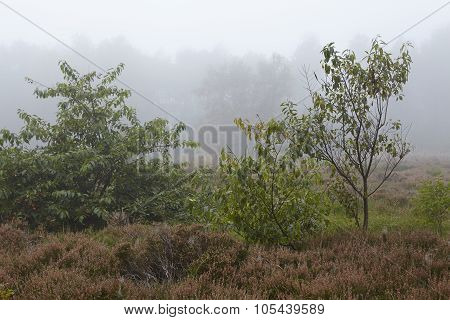 Amrum (germany) - Landscape At Fog