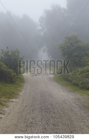 Amrum (germany) - Path At Fog