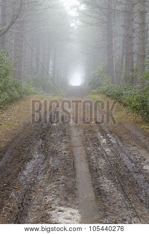 Amrum (germany) - Forest Path At Fog