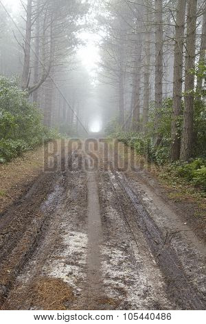 Amrum (germany) - Forest Path At Fog